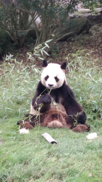 zoo de Beauval